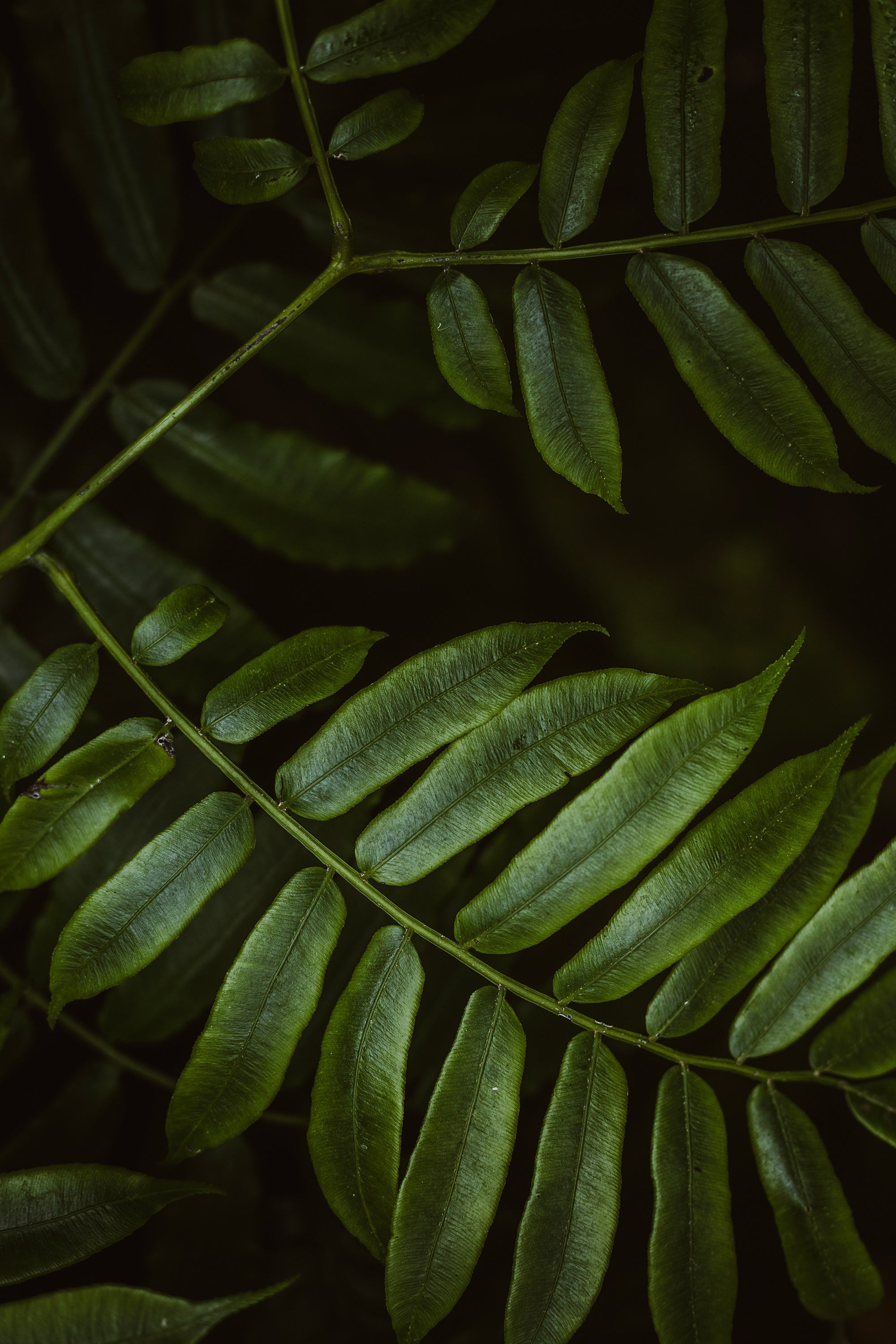 Herrenring 3-farbig • RoséGold - Schwarz - Silber